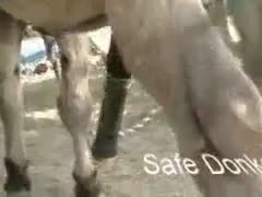 A cock rubber is acquired by a fuck-hungry horse.